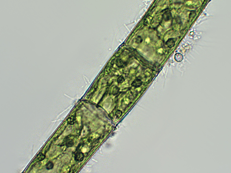 Prima alga osservata